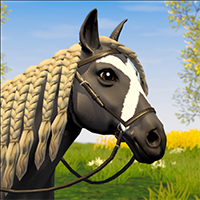 Star Equestrian - Horse Ranch