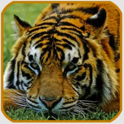 Zoo Animal Sounds